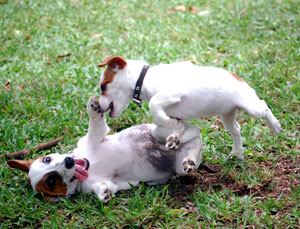 2nd Jack Russell Terriers