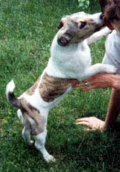 an example of a jack russell with brindle markings
