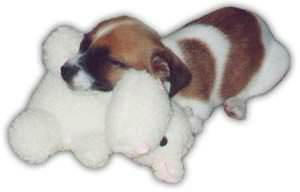 Jack Russell Terrier Puppy