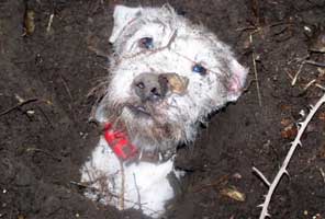 Online Terrier Boutique