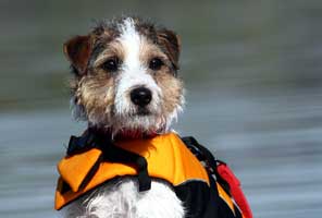 Online Terrier Boutique