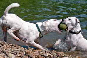 Register Your Terrier