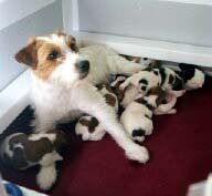 Jack Russell with Puppies