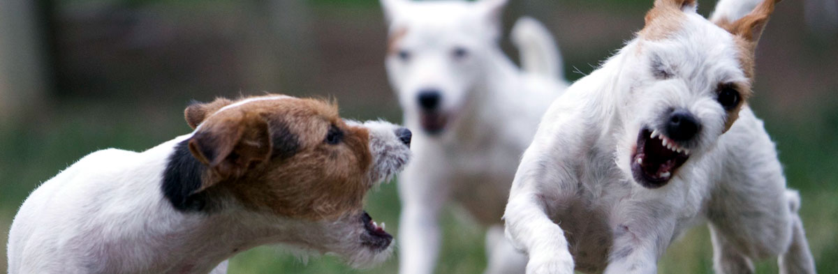 Aggression in Jack Russell Terriers