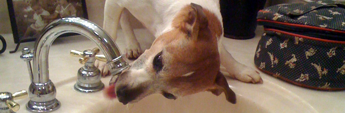 Jack Russell Terrier Picture Caption Contest Results