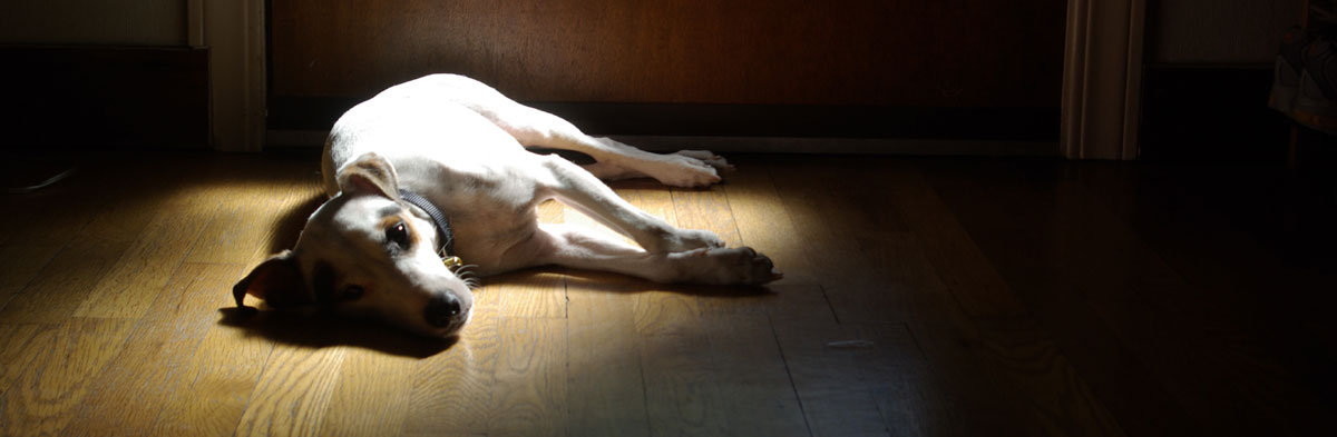 Coonhound Paralysis in Jack Russell Terriers