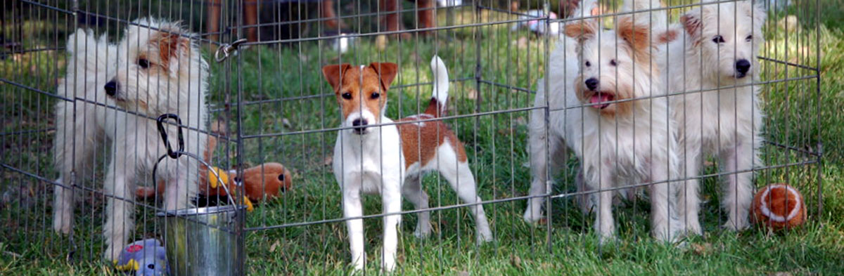 Will the Real Jack Russell Please Stand Up?