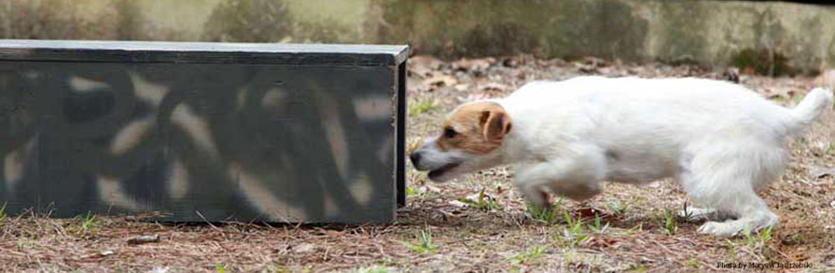 Jack Russell Terrier Trialing 101