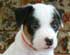 Online Terrier Boutique