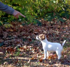 Real Jack Russell Terrier