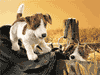 Jack Russell Hand Puppet is $26.00