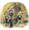 Three Raccoons Note Cards is $8.50