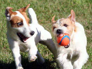 dog toys for jack russells