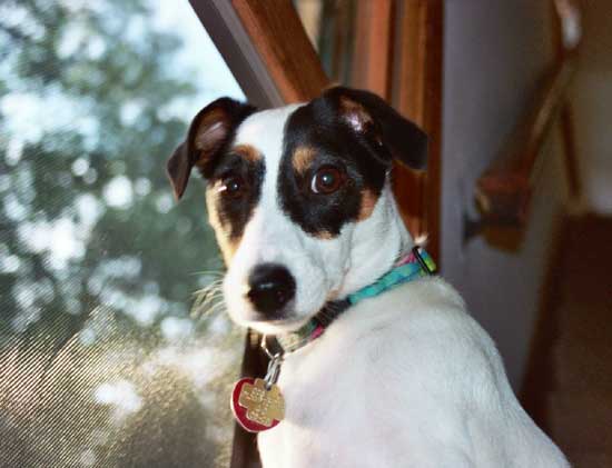 Choice Jack Russell Terrier Photo