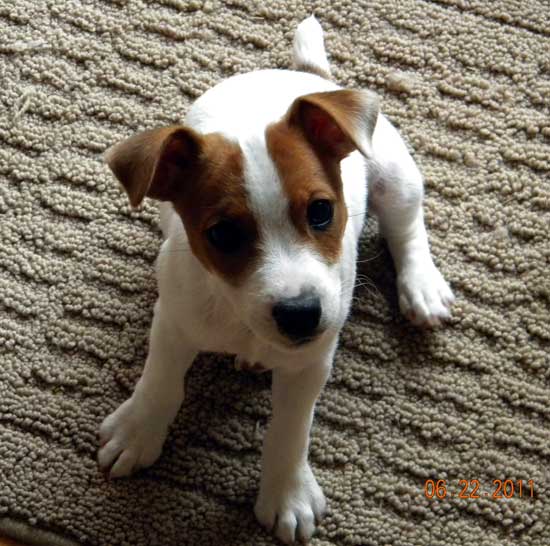 Jack Russell Terrier JRTCA - Fun with Jack Russell Terriers