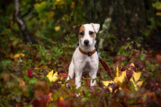 Jack Russell Terrier JRTCA Choice Photo Gallery: Picture #684