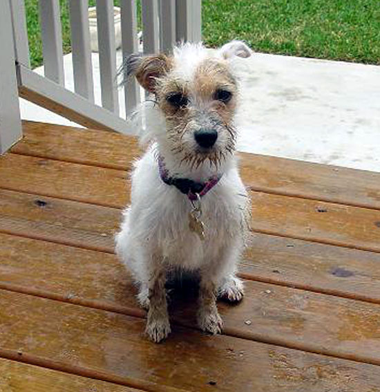 Jack Russell Terrier Club of America JRTCA - National Breed Club and ...