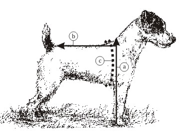 Jack Russell Terrier Jrtca Measure Jack Russell Terrier Height