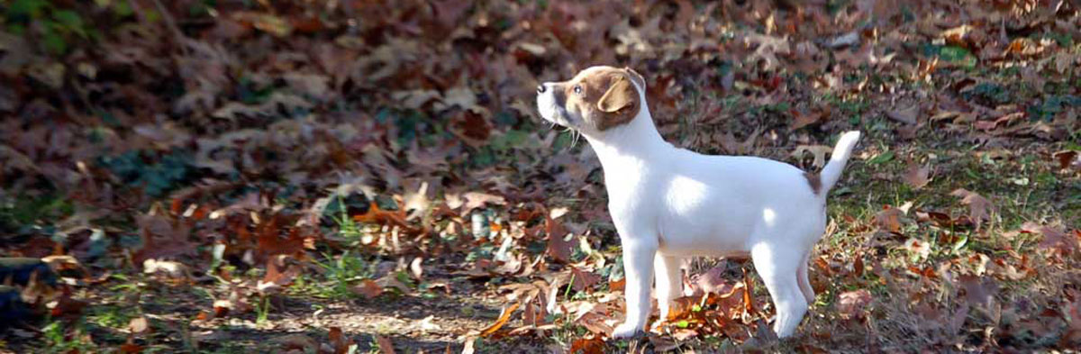 Jack Russell Terrier Jrtca Breeders And Puppies