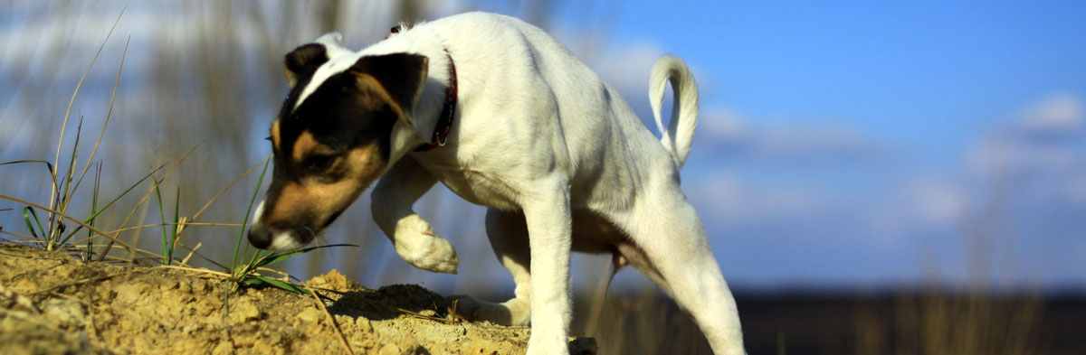 what breeds make a jack russell terrier