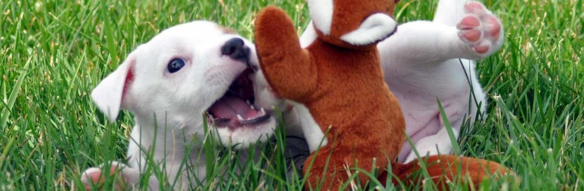 Jack russell store terrier with cats