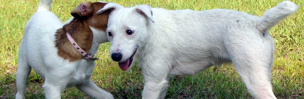 jack russell terrier wirehaired white