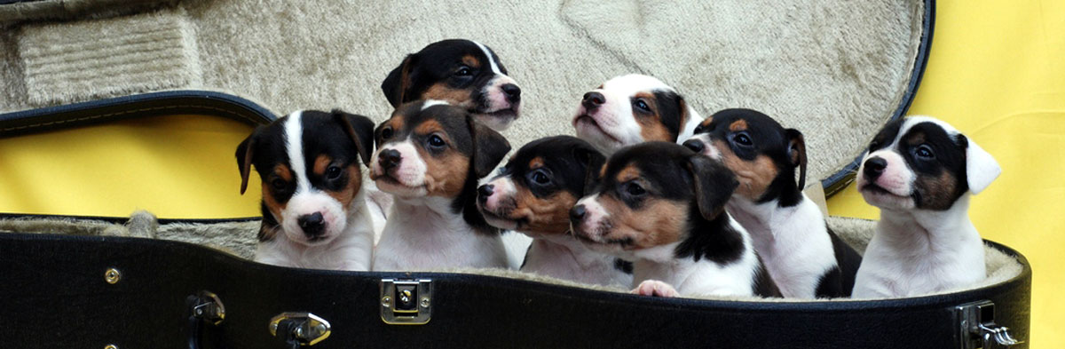 jrt puppies for adoption